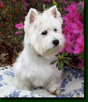 westie_front.jpg