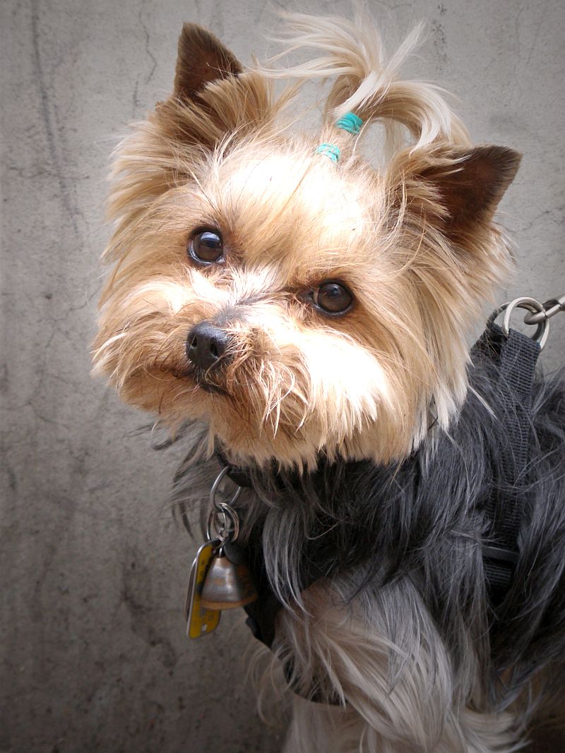 Yorkshire_terrier_12.jpg