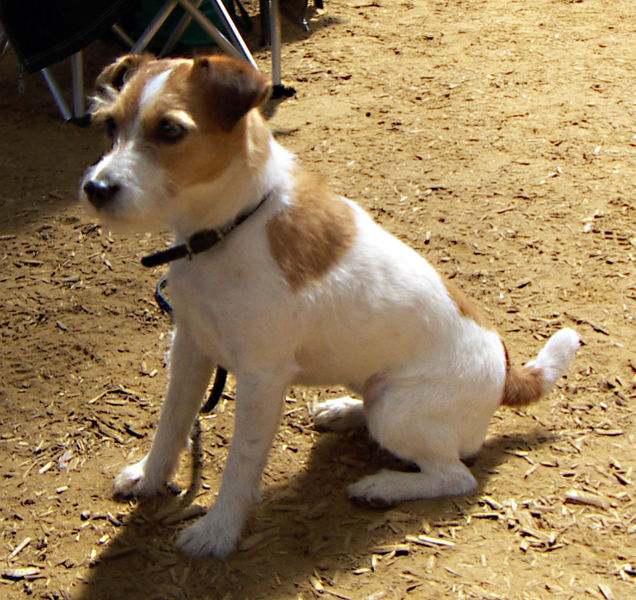 636px-jack-russell-terrier.jpg