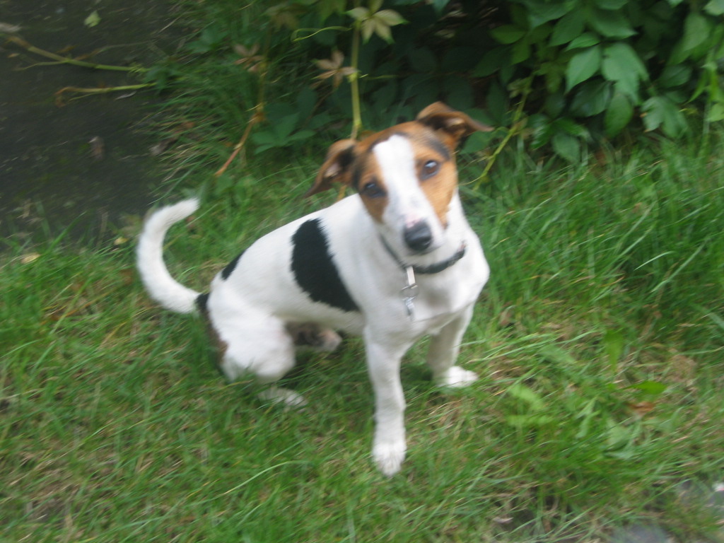 Jack_Russell_Terrier...jpg