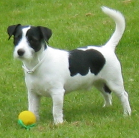 jack_russell_terrier.jpg