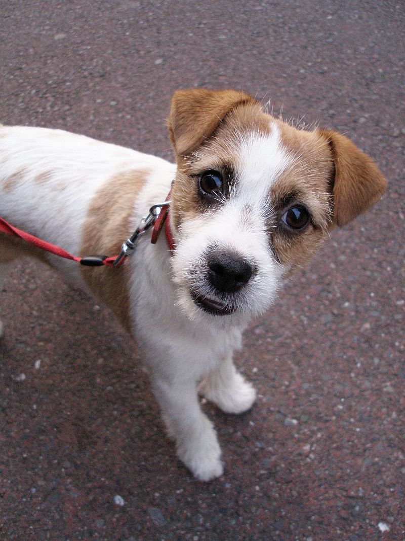 Jack_Russell_Terrier_look_up.jpg