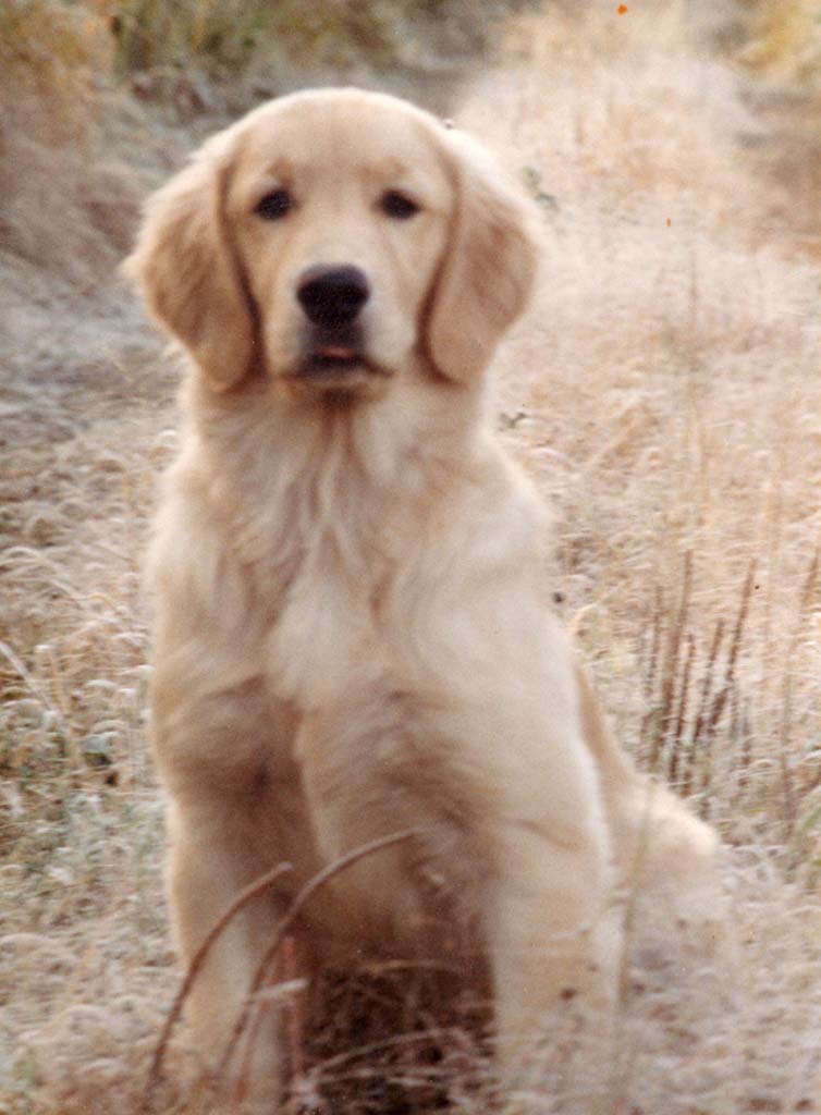 Golden_Ivy_seated_in_field_003.jpg