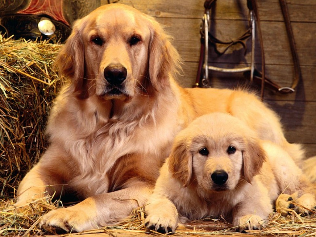 golden_retriever 7.jpg