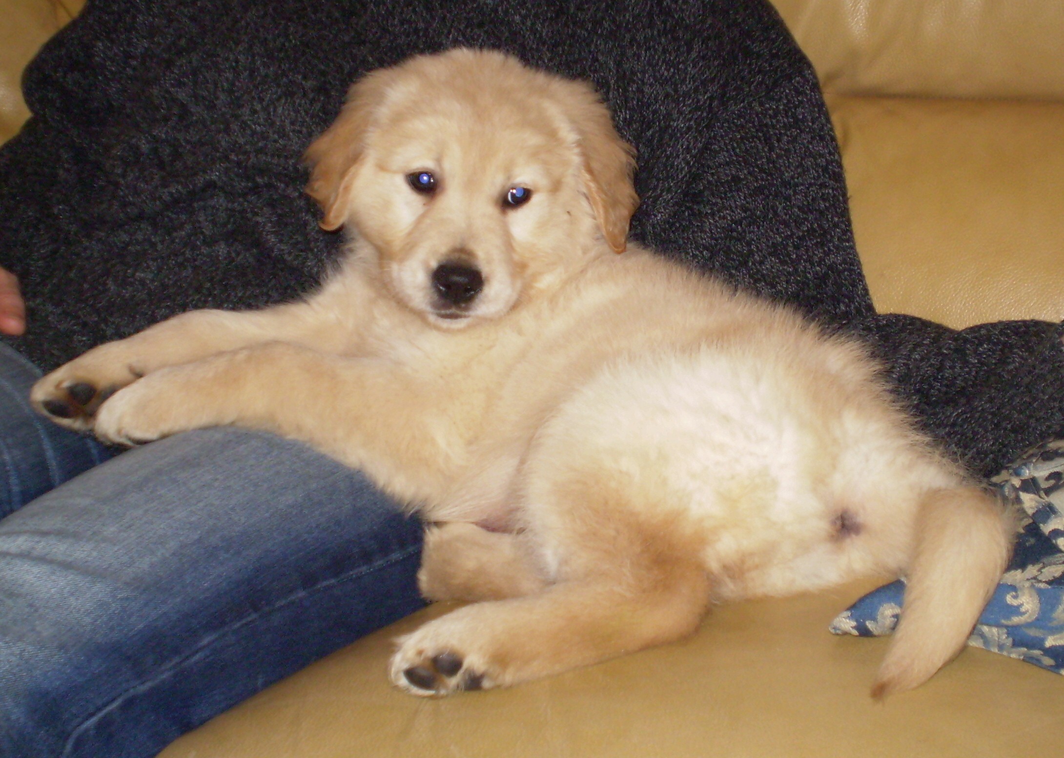 Golden_Retriever_-_7_weeks.jpg