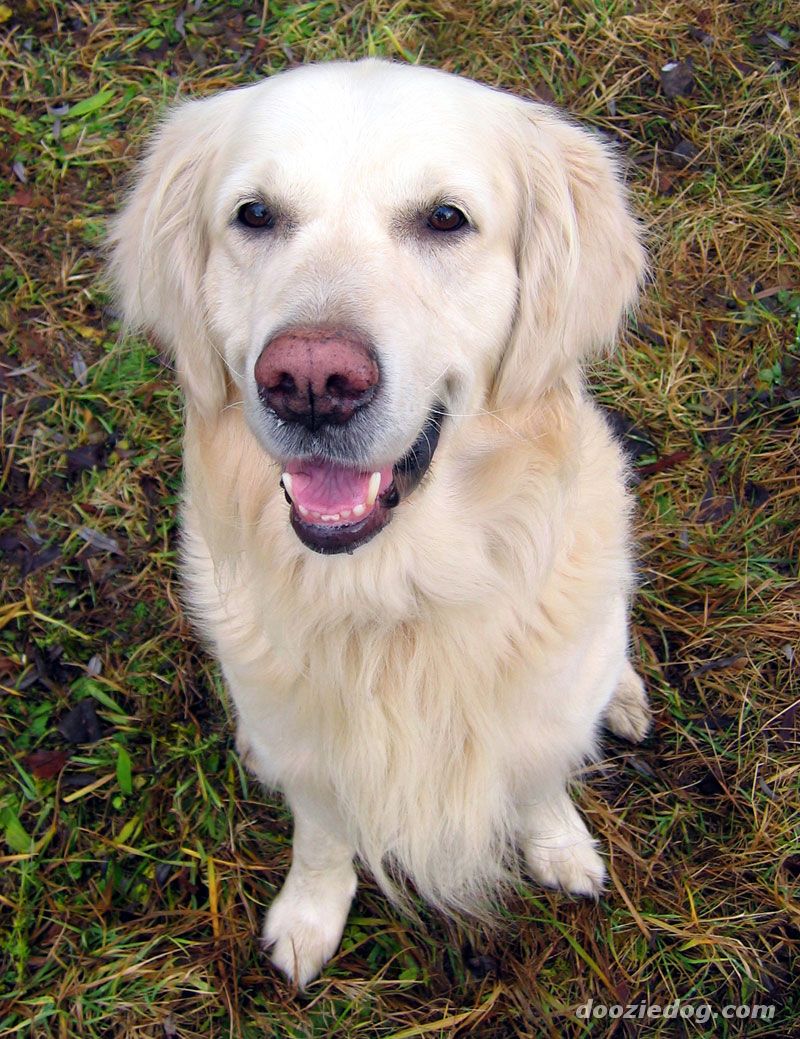 golden-retriever-27.jpg