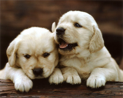 golden_retrievers_puppies-7166.jpg