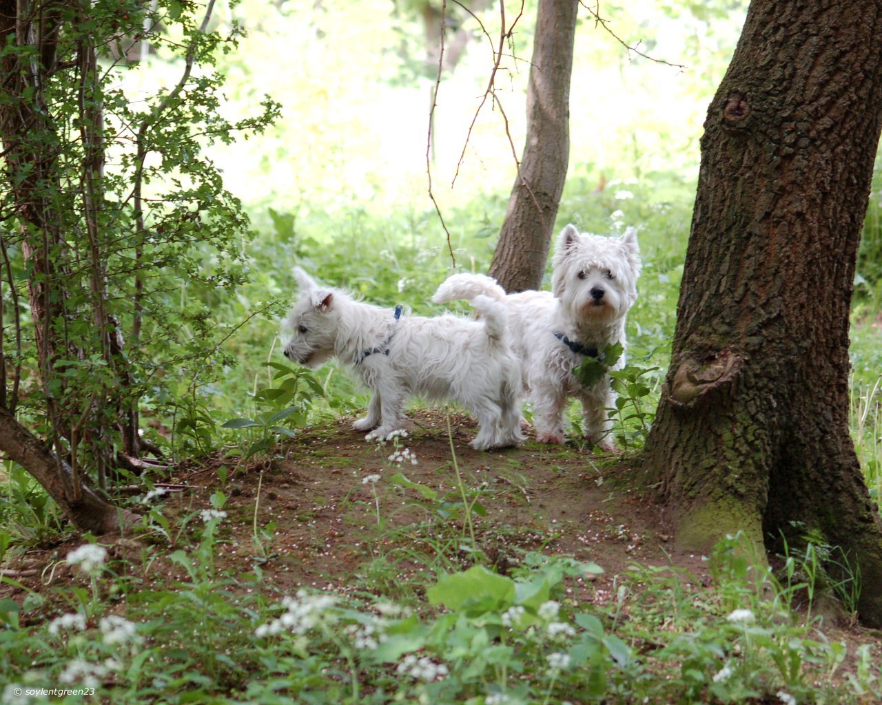 west_highland_terrier_wallpaper_2.jpg