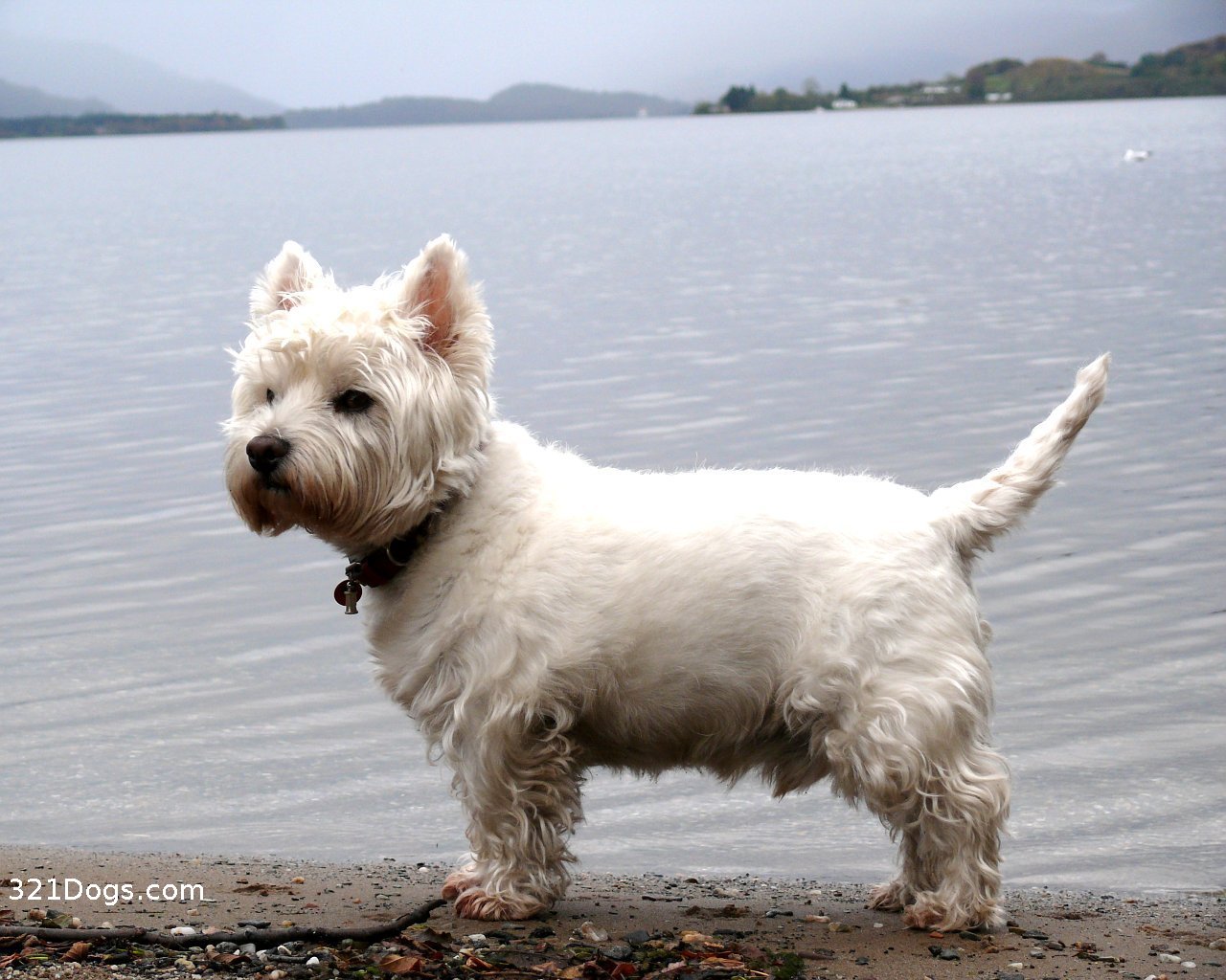 westie-30.jpg