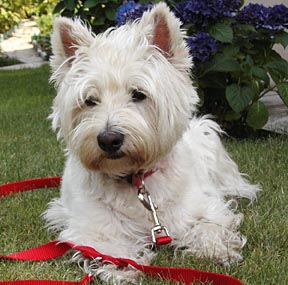 westie..jpg