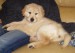 Golden_Retriever_-_7_weeks.jpg