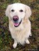 golden-retriever-27.jpg